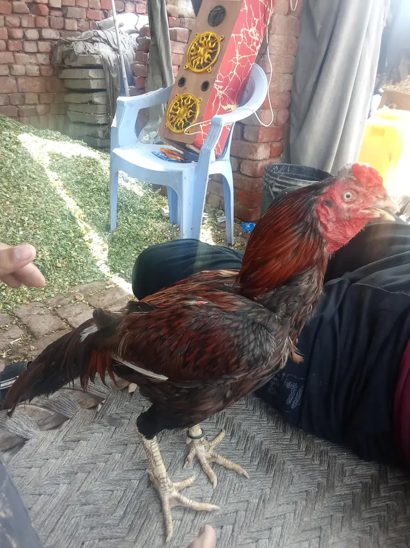 breeder aseel high quality murga — photo 4
