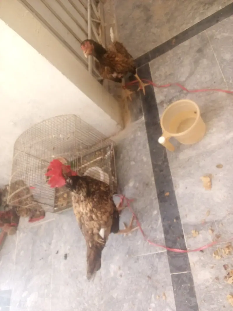 Aik bengumor pair or aik aseel murga — photo 2