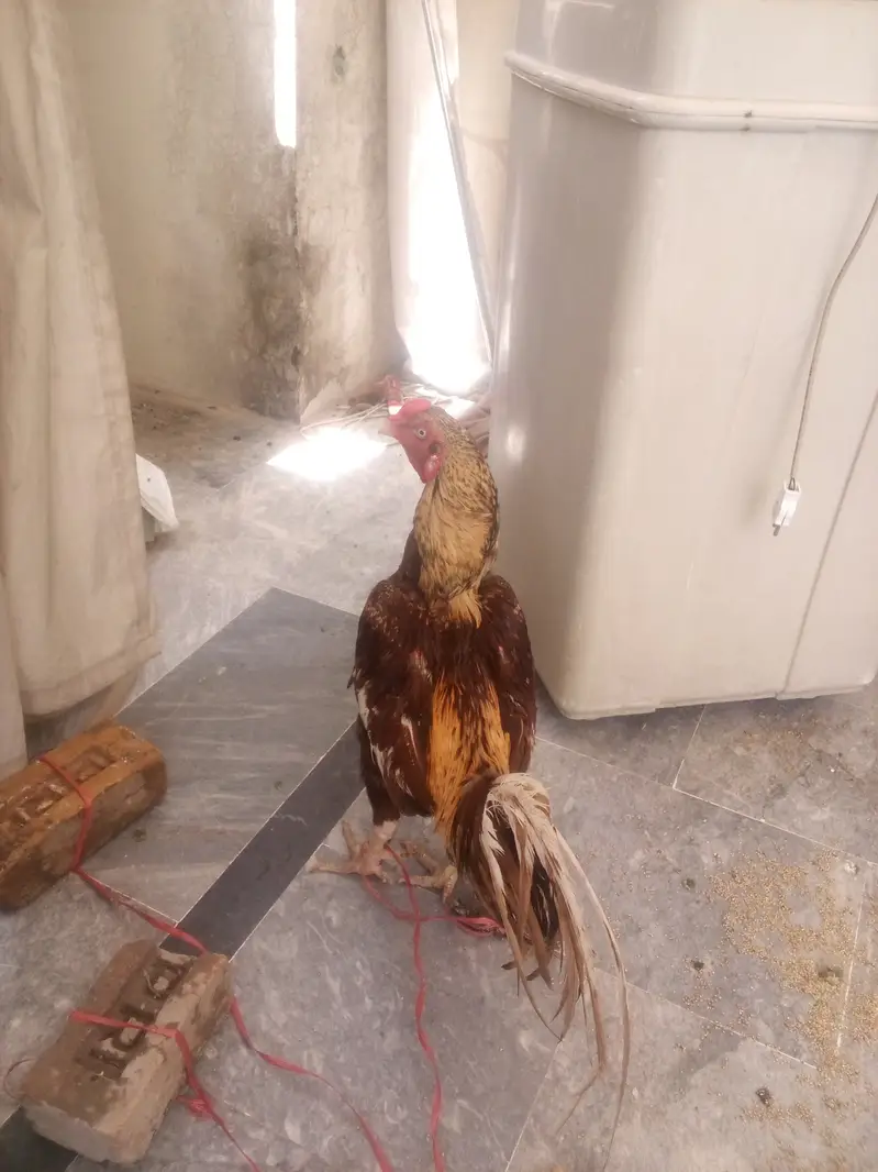 Aik bengumor pair or aik aseel murga — photo 3