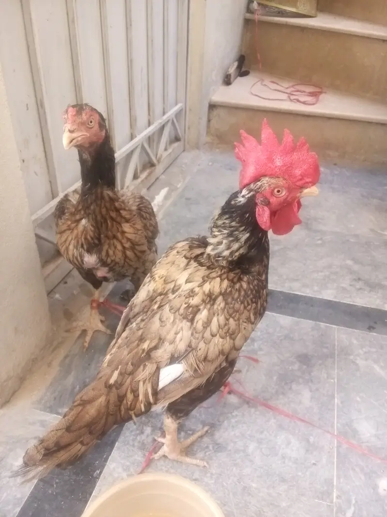 Aik bengumor pair or aik aseel murga — photo 4