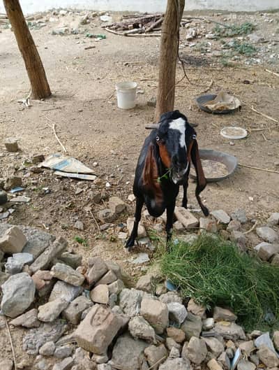 بکری  for sale