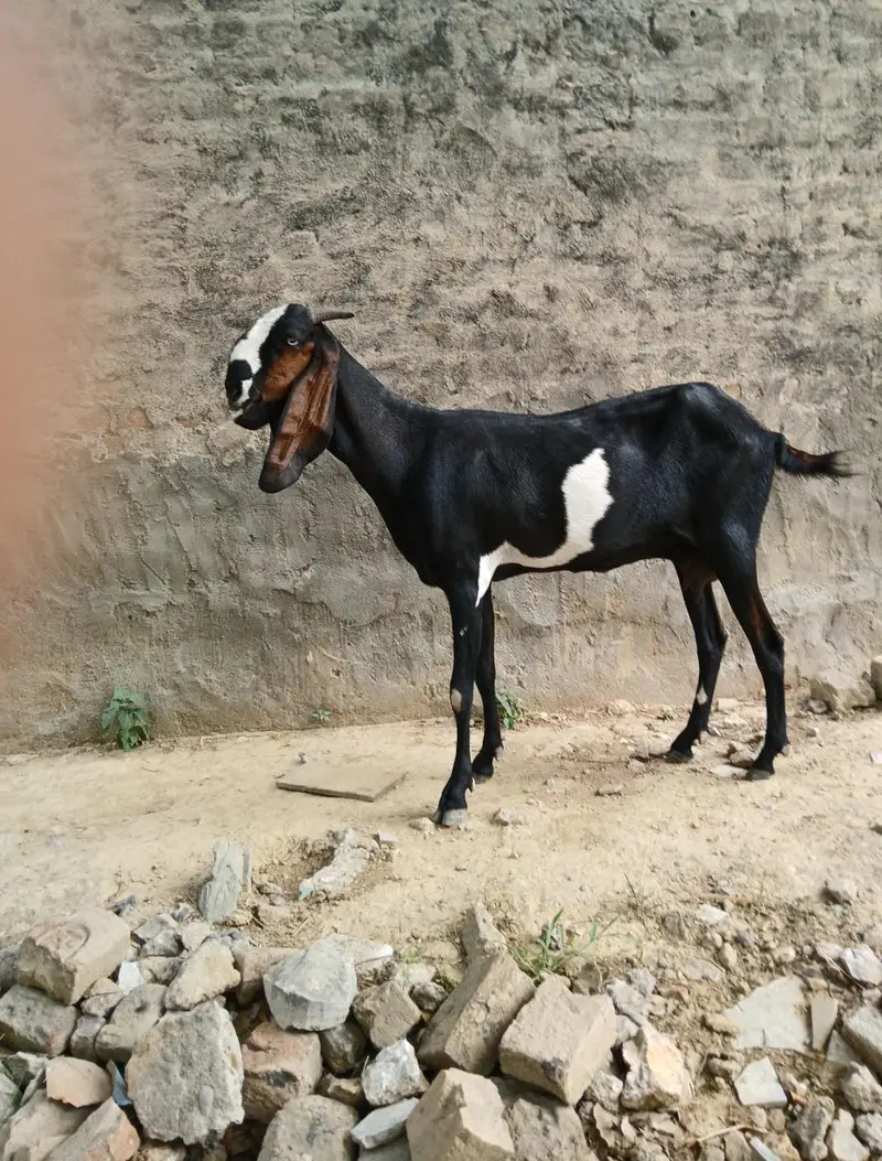 بکری  for sale — photo 2