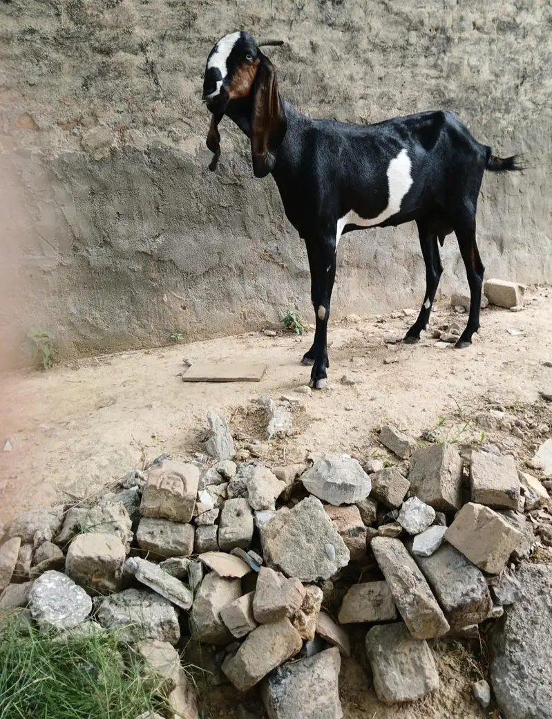 بکری  for sale — photo 3