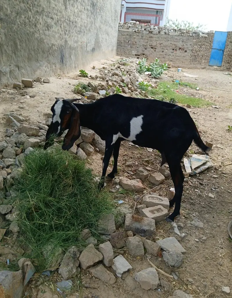 بکری  for sale — photo 4