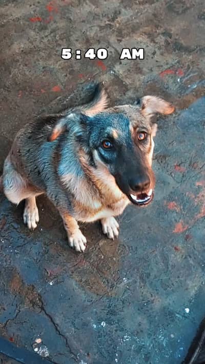 Alsatian German Shepherd For Sale.