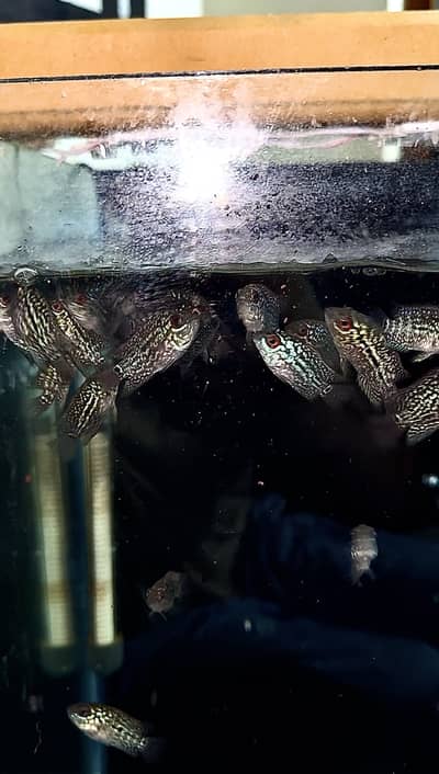 FLOWERHORN GOLDEN BASE FRYS UNSORTED