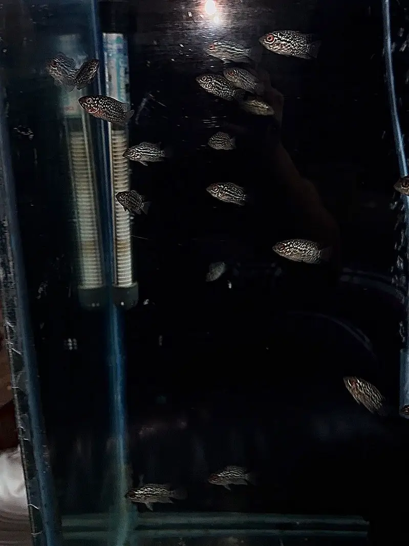 FLOWERHORN GOLDEN BASE FRYS UNSORTED — photo 2