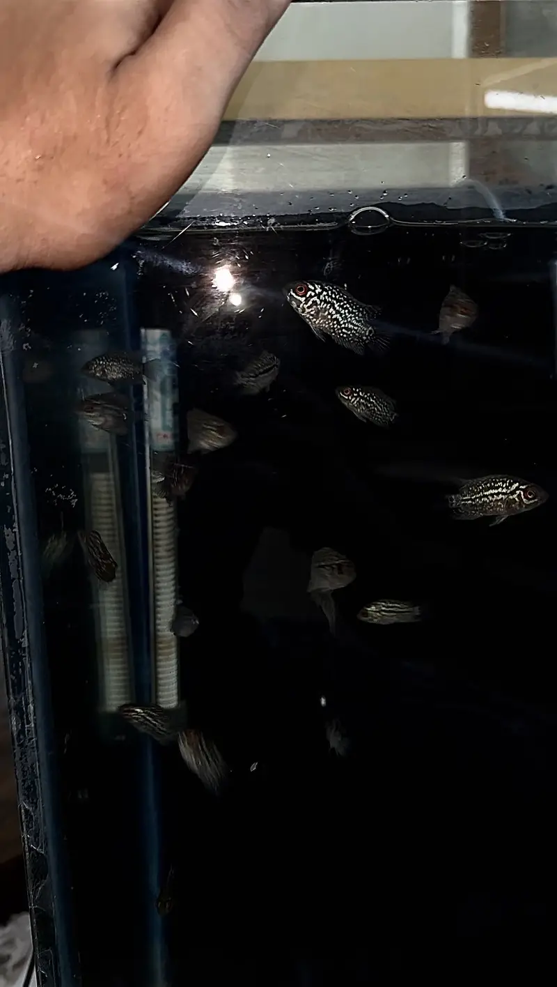 FLOWERHORN GOLDEN BASE FRYS UNSORTED — photo 3