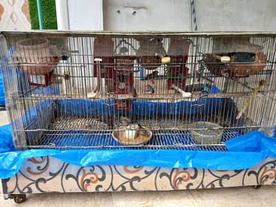 zebra finches