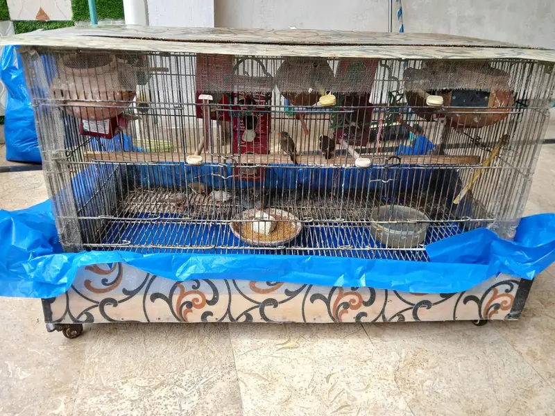 zebra finches — photo 2