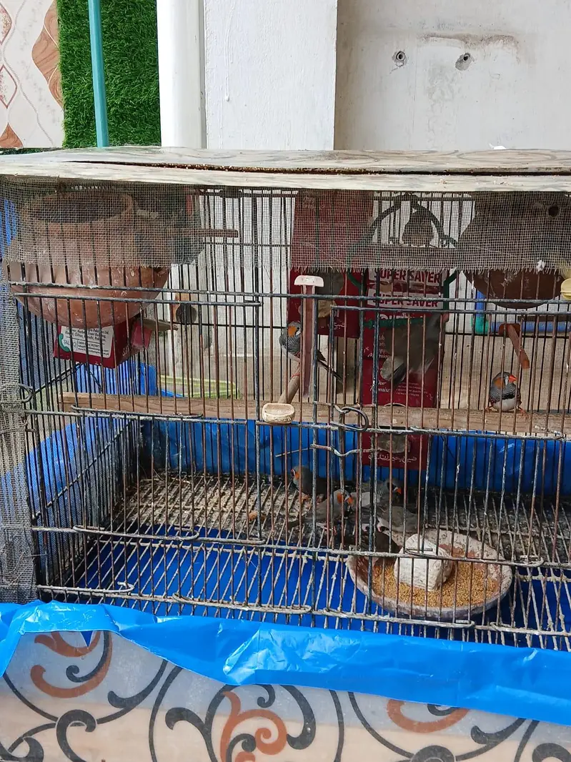zebra finches — photo 3