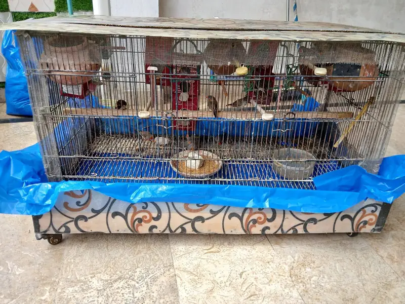 zebra finches — photo 4