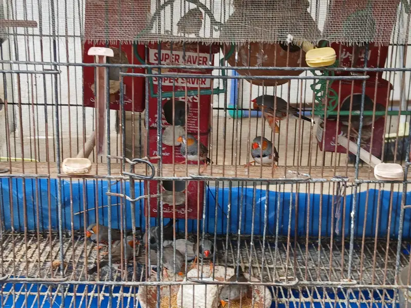 zebra finches — photo 5