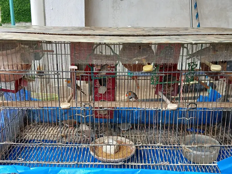 zebra finches — photo 6