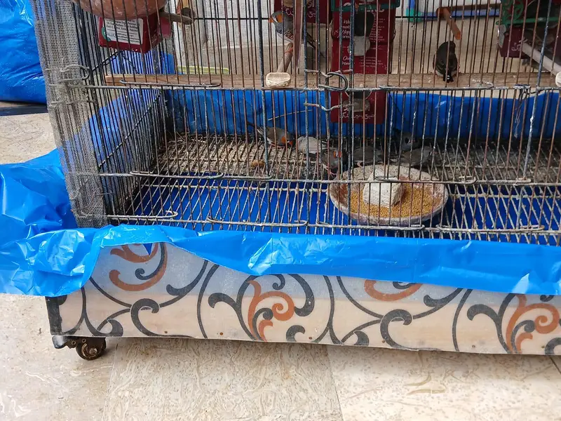 zebra finches — photo 7