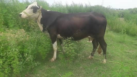 fresion cross cow sath bachra for sale