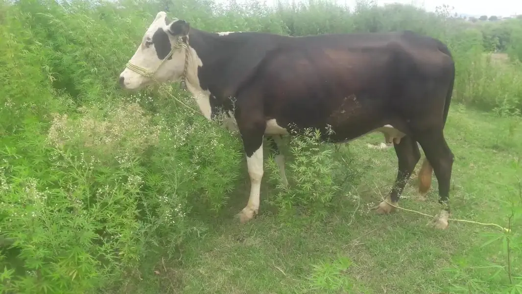 fresion cross cow sath bachra for sale — photo 2