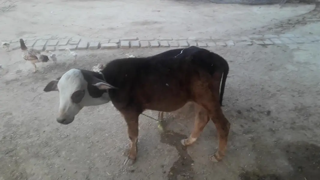 fresion cross cow sath bachra for sale — photo 3