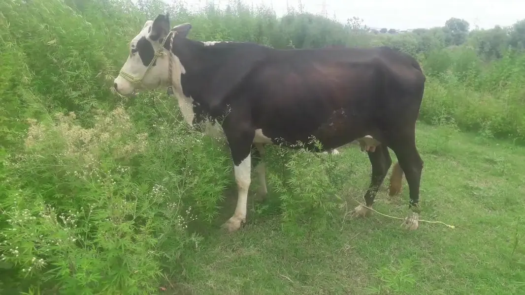 fresion cross cow sath bachra for sale — photo 4