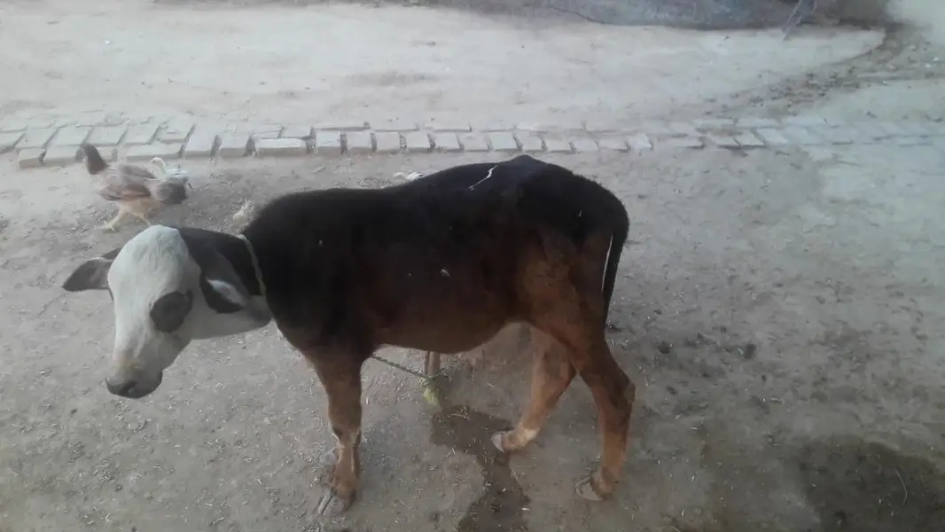 fresion cross cow sath bachra for sale — photo 5