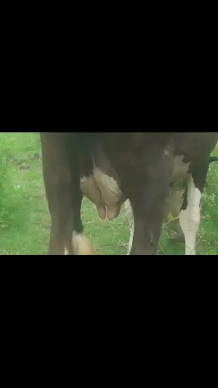 fresion cross cow sath bachra for sale — photo 8