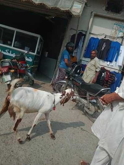 goat bakri