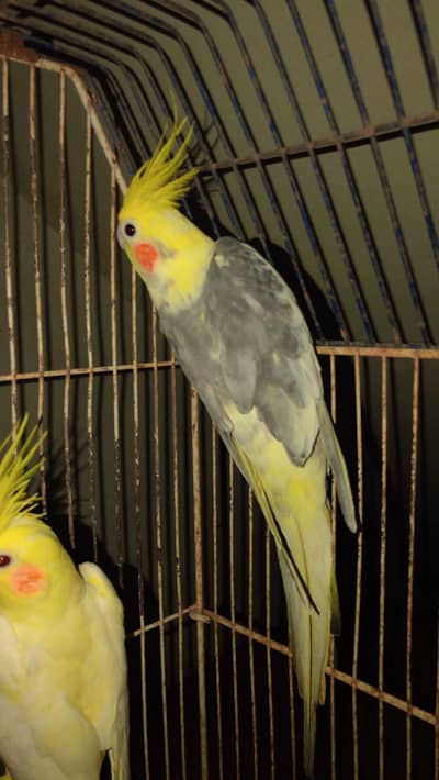 cocktail for Sale pair