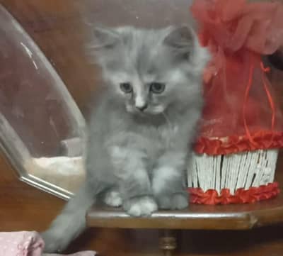 3 persiant cat babies for sale