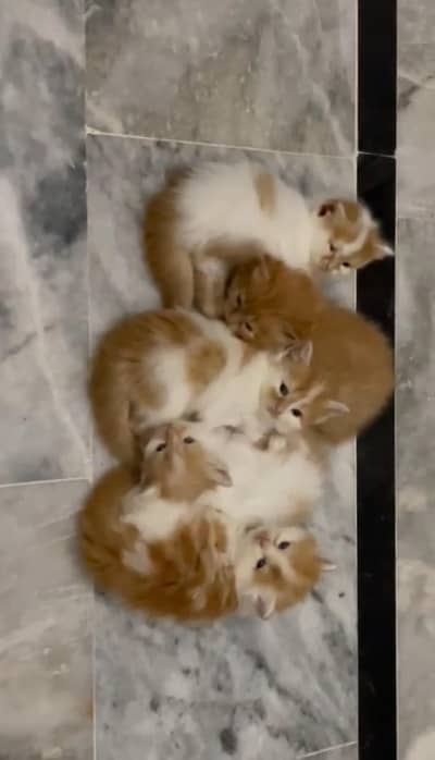 Pure Persian breed Quality kittens Available for sale