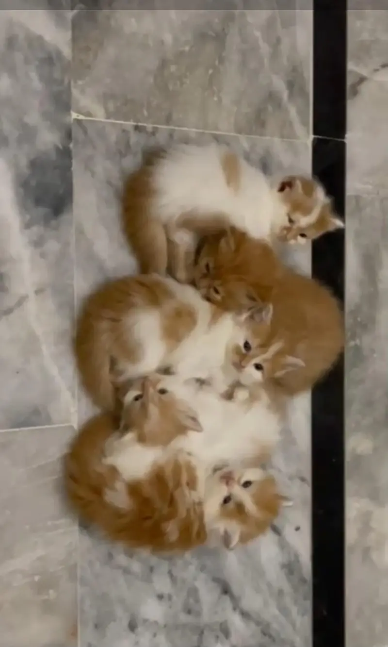 Pure Persian breed Quality kittens Available for sale — photo 2