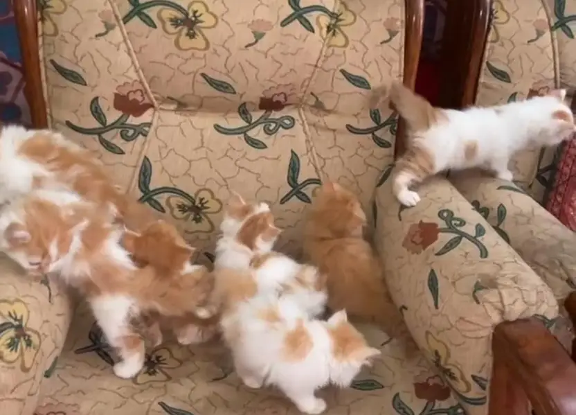 Pure Persian breed Quality kittens Available for sale — photo 3