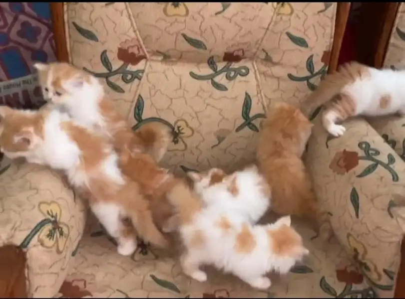 Pure Persian breed Quality kittens Available for sale — photo 4