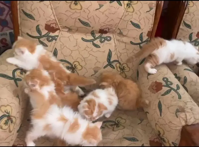 Pure Persian breed Quality kittens Available for sale — photo 5