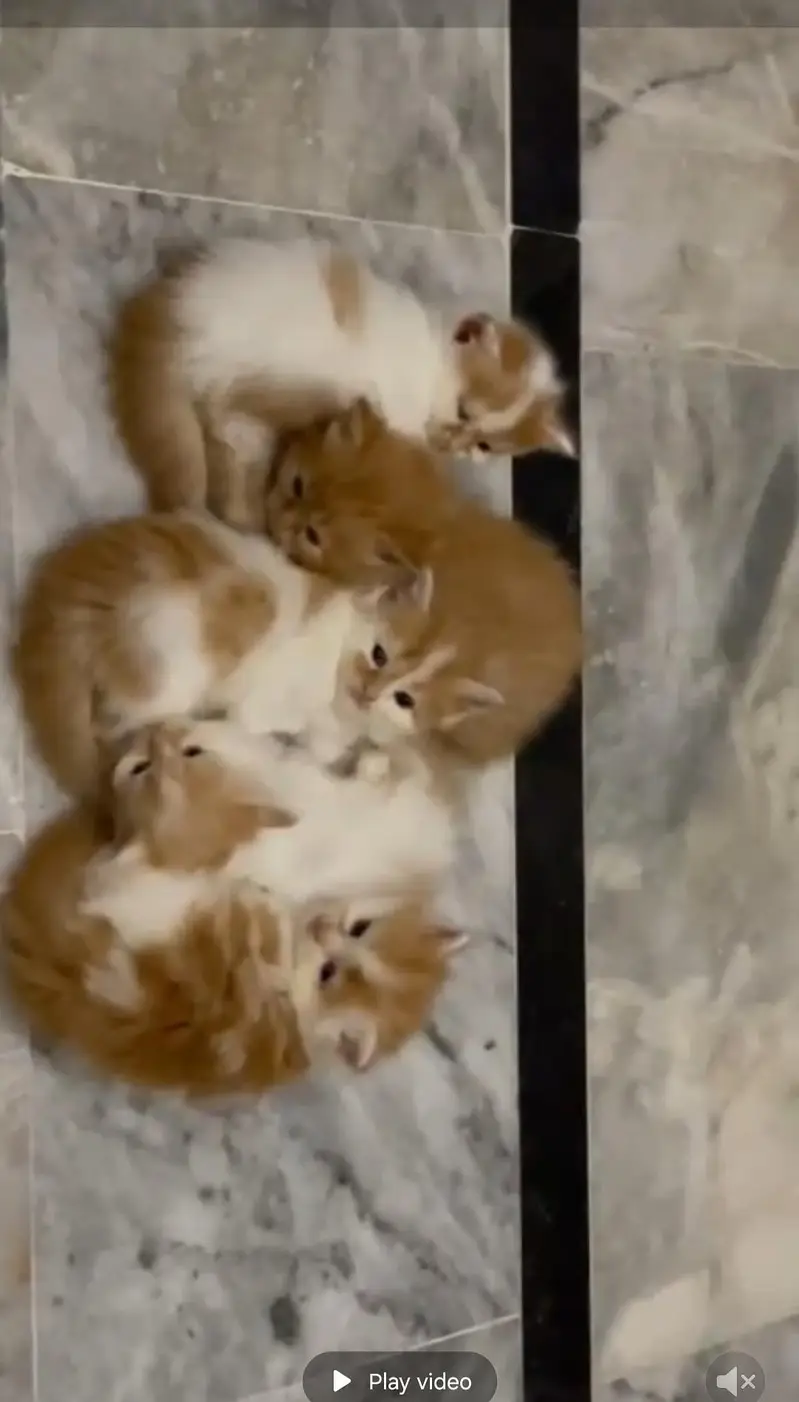 Pure Persian breed Quality kittens Available for sale — photo 6