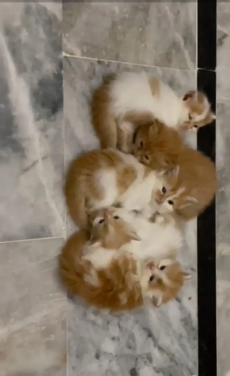 Pure Persian breed Quality kittens Available for sale — photo 7