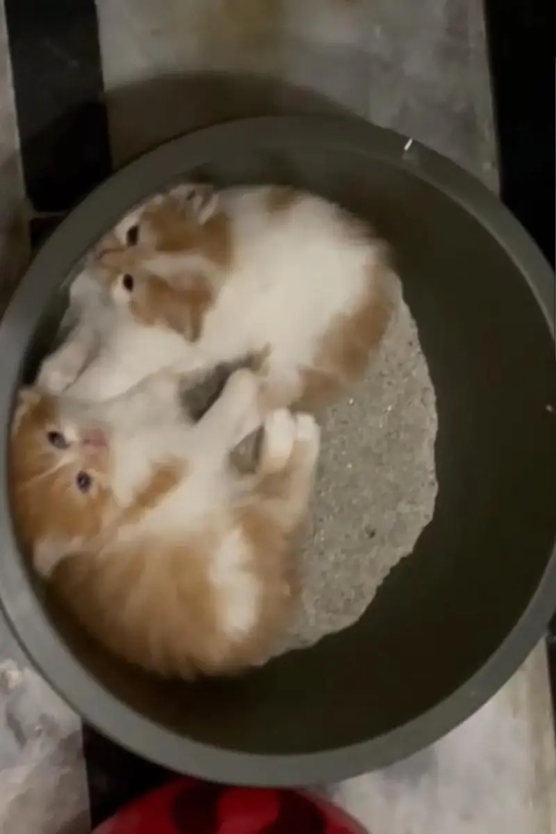 Pure Persian breed Quality kittens Available for sale — photo 8