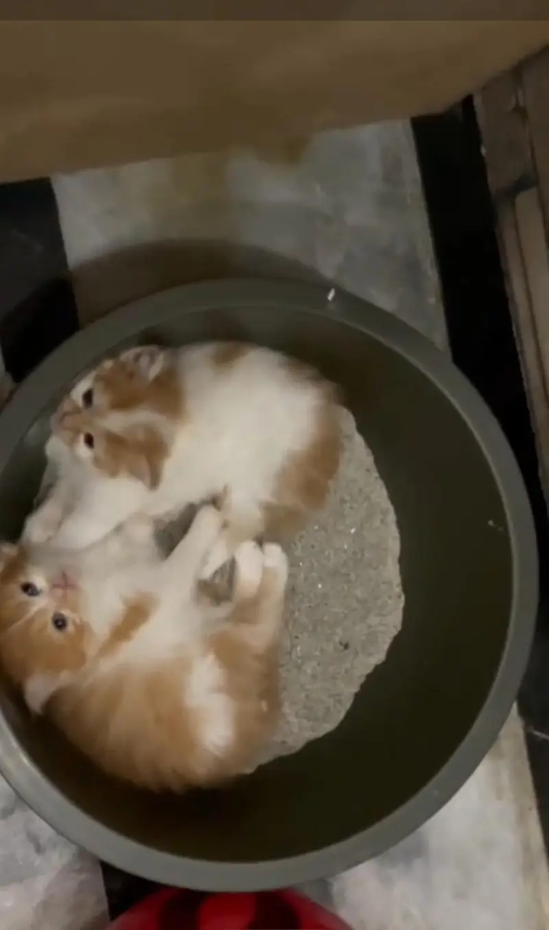 Pure Persian breed Quality kittens Available for sale — photo 9