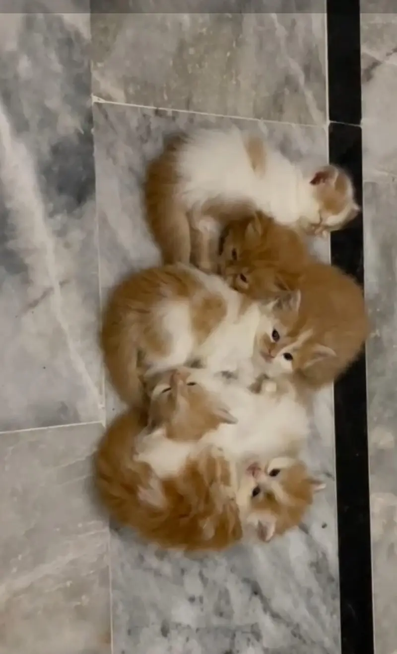 Pure Persian breed Quality kittens Available for sale — photo 10