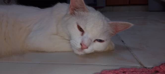Persian cat