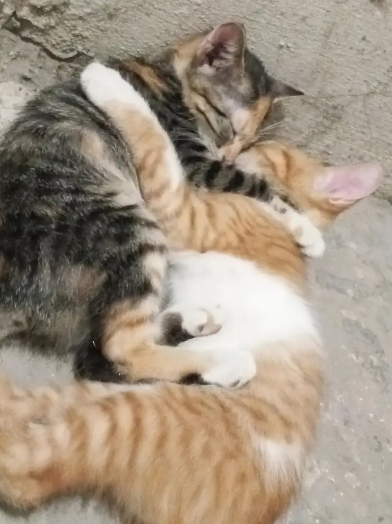 1 mom and 2 babies — photo 7