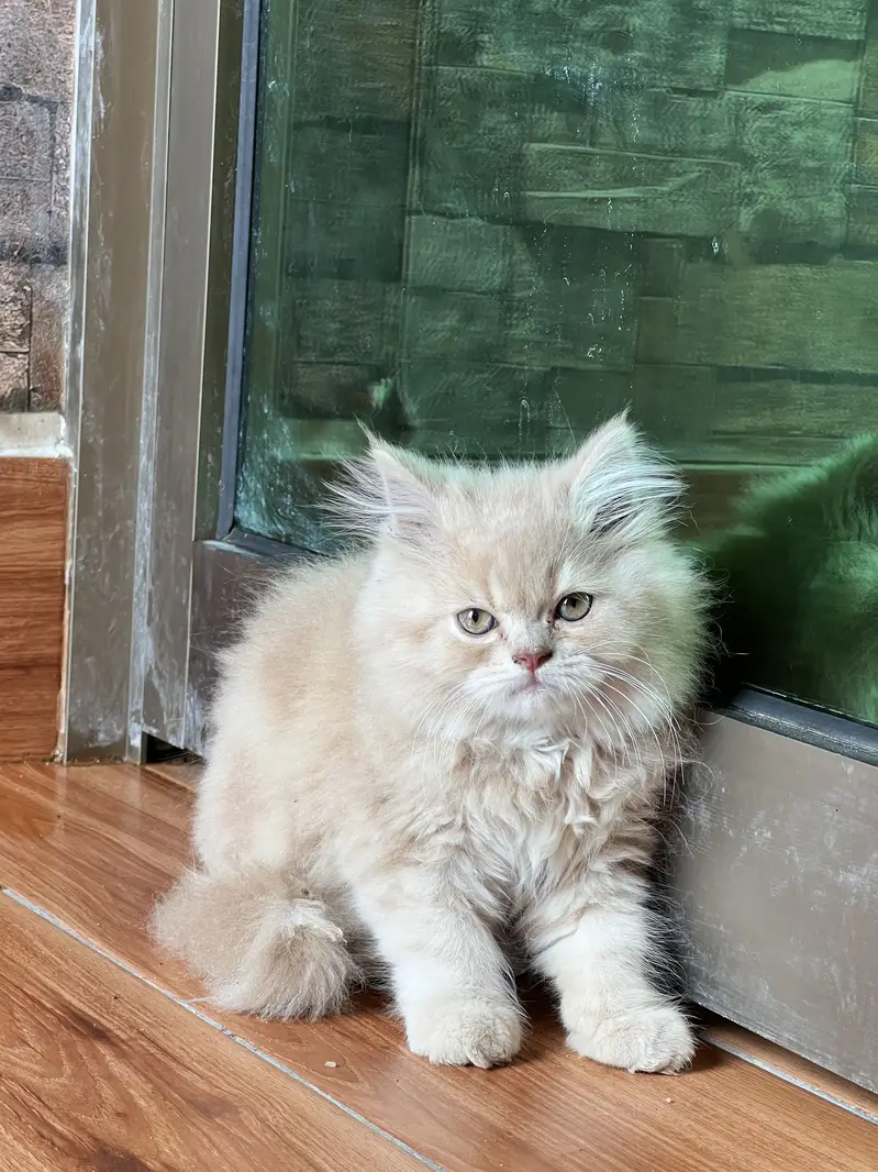 Persian cat — photo 2