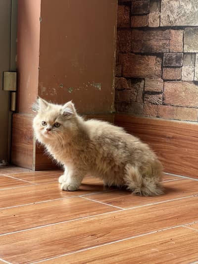 Persian cat