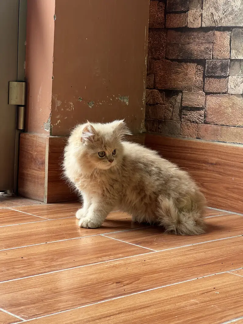 Persian cat — photo 3