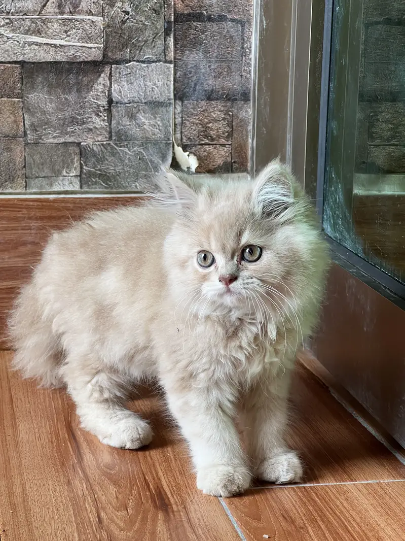 Persian cat — photo 4