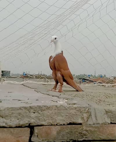 karbalai patha for sale location multan wattsp number 03074889350