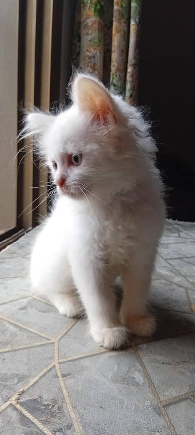 Persian Cute Loving Kitten