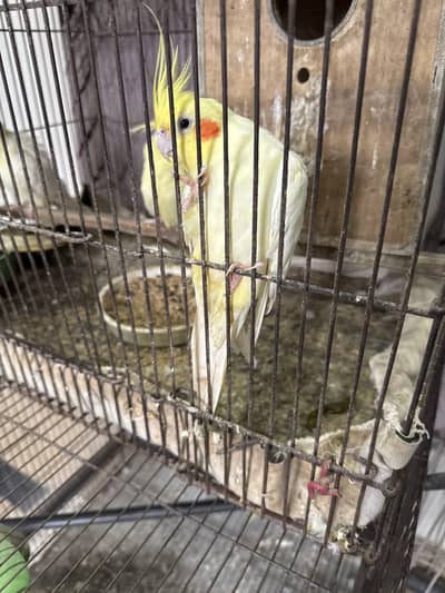 Cocktails for sale - breeders - 4 cocktails