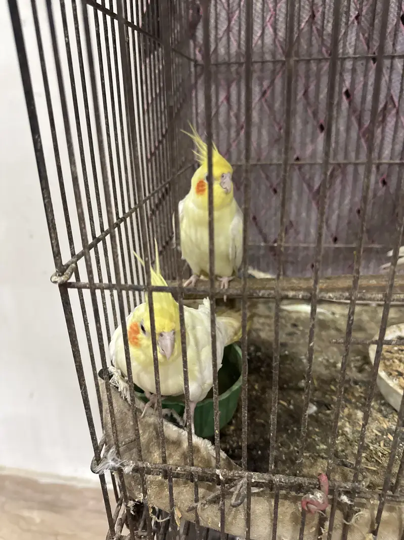 Cocktails for sale - breeders - 4 cocktails — photo 2