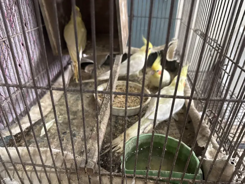 Cocktails for sale - breeders - 4 cocktails — photo 3