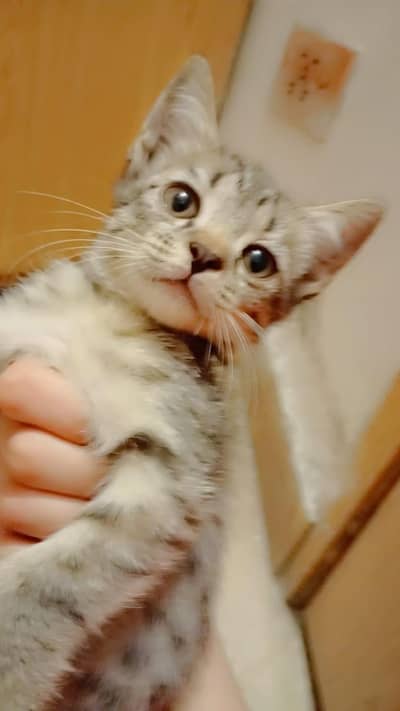 parsian mix male kitten 2 month old